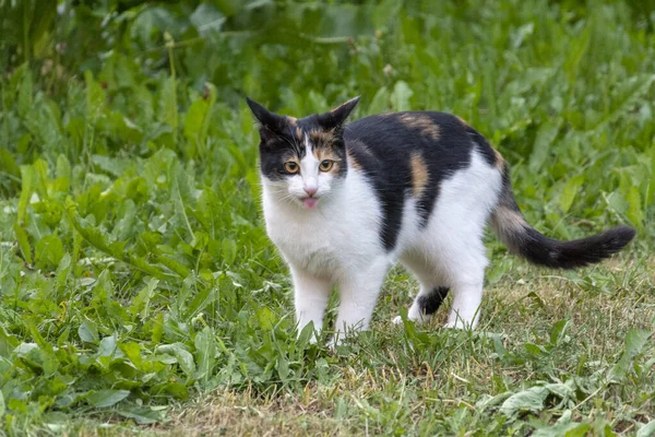 Üç renkli bir kedi otların üzerinde yürüyor, diliyle ağzını yalıyor..