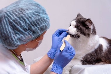 Beyaz önlüklü, mavi tıbbi eldivenli bir veteriner, beyaz bir masada, bir Maine Rakun kedisine ilaç veriyor. beyaz arkaplanda.