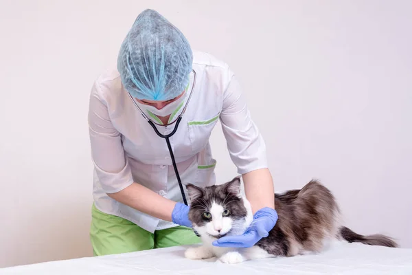 A veterinarian in a white coat, blue medical gloves, on a white table listening to a Maine Coon cat with a stethoscope. on white background. — Stock Photo, Image