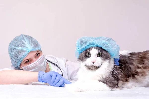In the vets office. On a white table is a Maine Coon cat in a blue cap, a veterinarian, close-up in blue medical gloves, stroking the cats paw. — Stock Photo, Image