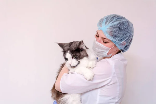 In the vets office. A veterinarian in a white coat and blue medical gloves, holding a Maine Coon cat in his arms. Close up — Stock Photo, Image