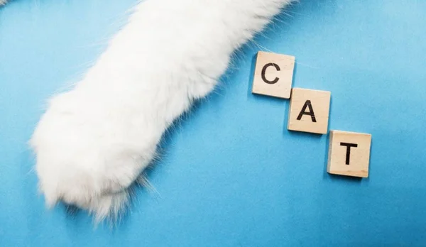 Gatos pata, acostado en una superficie azul. Las letras cat — Foto de Stock
