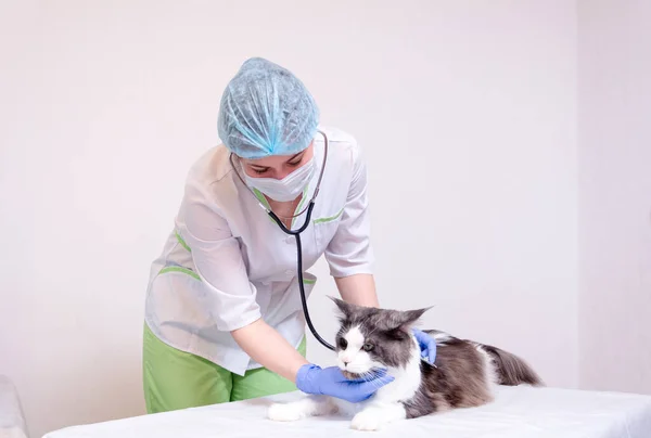 A veterinarian in a white coat, blue medical gloves, on a white table listening to a Maine Coon cat with a stethoscope. on white background. — Stock Photo, Image