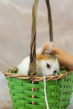 Kırmızı benekli beyaz bir kedi yavrusu beyaz üzerine yeşil bir sepetin içinde oturuyor. Yakından bakınca, kedi yavrusu bir çocuğun eliyle okşanıyor..