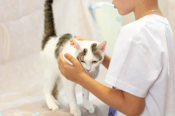 A boy in a white t-shirt is stroking a white kitten with dark spots on a white background. — Stock Photo, Image