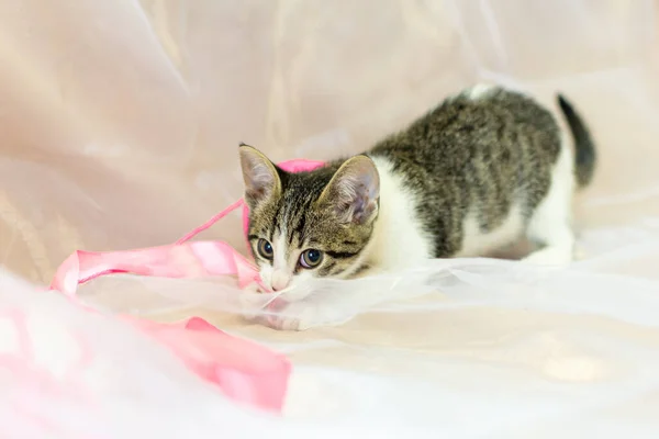 Un gatito blanco con manchas oscuras se sienta sobre un fondo blanco y juega con una cinta rosa. — Foto de Stock