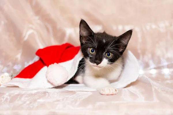 Gattino bianco e nero dal rifugio si trova sotto il cappello di Babbo Natale su uno sfondo bianco. Sembra spaventato e triste.. — Foto Stock