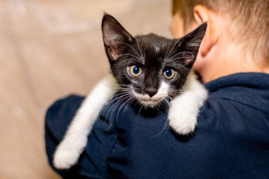 Genç bir çocuk, bir hayvan barınağında siyah beyaz bir kediyi okşuyor..