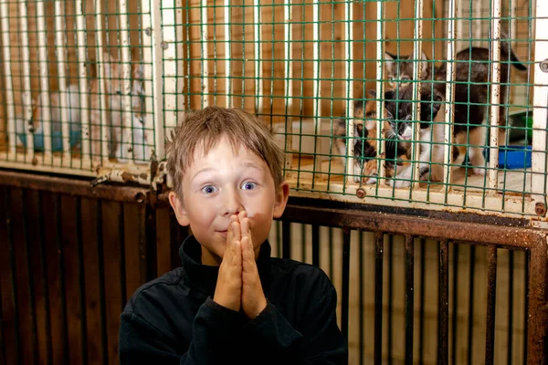 7-8 yaşlarında bir çocuk hayvan barınağından kedi yavrusu almak istiyor. Arka planda kedi yavrularıyla dolu kafesler var.