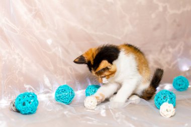 Beyaz arka planda toplarla oynayan sevimli, üç renkli bir kedi yavrusu..