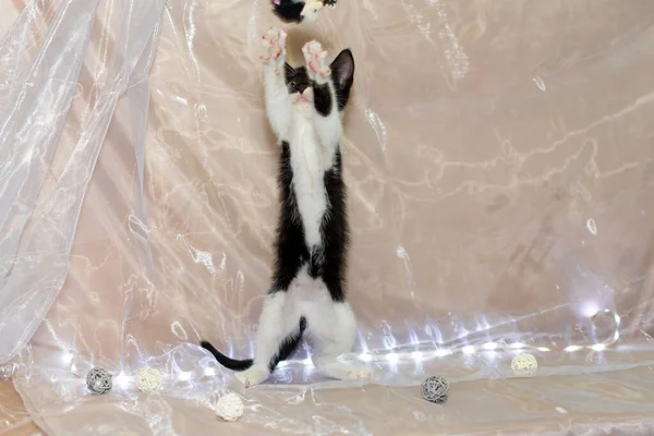 Barınaktaki sevimli siyah beyaz kedi yavrusu beyaz arka planda bir tüyle oynuyor..