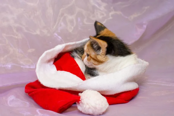 Il gattino tricolore del rifugio giace sotto il cappello di Babbo Natale su uno sfondo bianco. Sembra spaventato e triste.. — Foto Stock