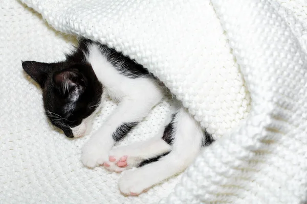 Gatinho preto e branco dormindo sob um cobertor, espaço de cópia — Fotografia de Stock