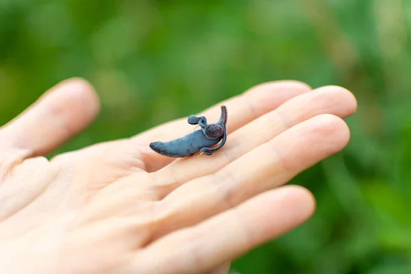 Avucundaki hanımeli meyvesinin yakın çekimi..