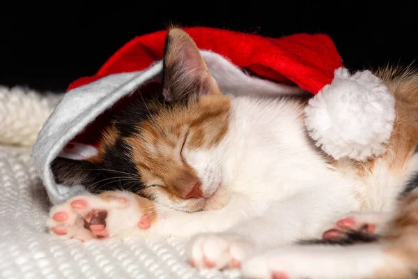 Kırmızı şapkalı üç renkli genç bir kedi battaniyenin üzerinde uyuyor. Kapatın. Bakım, eğitim, eğitim ve hayvan yetiştirme kavramı