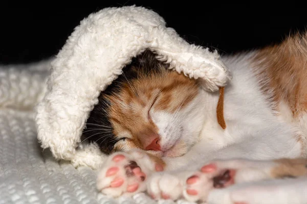 Un gato tricolor duerme sobre una manta blanca en un sombrero de invierno, sobre un fondo oscuro. — Foto de Stock