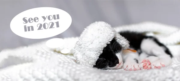 Siyah beyaz bir kedi yavrusu kış şapkasıyla battaniyenin üzerinde uyur. Yazıtın yanında. 2021 'de görüşürüz..