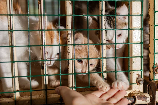 Kedi yavruları pençelerini parmaklıklardan geçirir, bir adamın eline, bir hayvan barınağında, çok mutsuz görünürler..