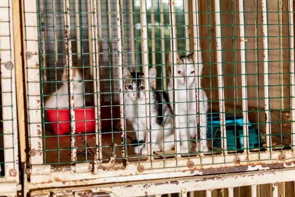 Kedi yavruları hayvan barınağının parmaklıklarından bakıyor, çok mutsuz görünüyorlar..