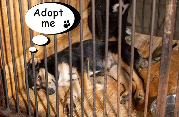 The dog lies in a cage in an animal shelter, it has an unhappy appearance. copy space with text saying Adopt me.