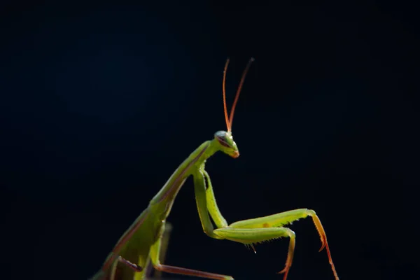 Nahaufnahme einer Grünen Gottesanbeterin, Familie Mantidae, mit schwarzem Hintergrund. Kopierraum — Stockfoto