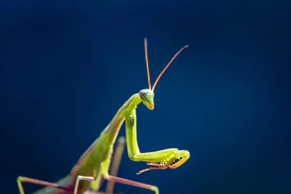 초록 사마귀 민트 (Mantis Mantid) 과 과 (Mantidae), 푸른 배경을 가진 민트 과 (Mantidae) 의 사진을 가까이서 찍었다. 복사 공간 — 스톡 사진