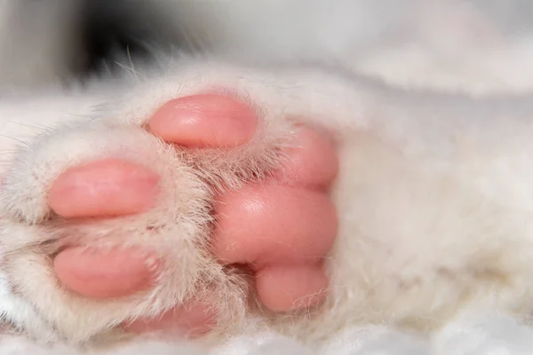 Pembe pedli bir kedinin ayağını yakın plan çek..
