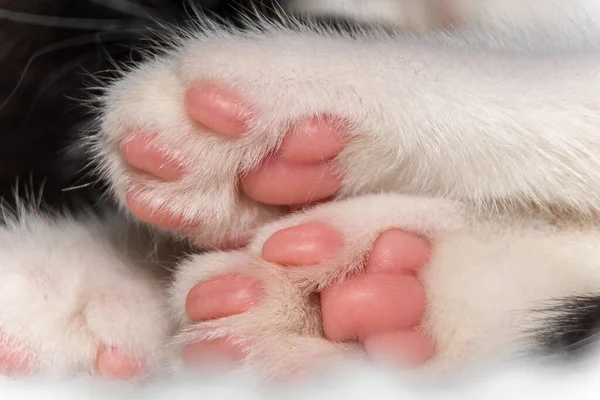 Primer plano de patas de gatos con almohadillas rosas. — Foto de Stock