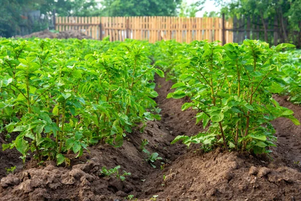 Bahçede temiz, yeşil patates yatakları.