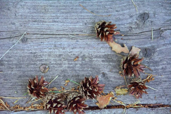 솔방울이 붙어 있는 오래 된 소나무 보드의 질감. 확대, 복사 공간. — 스톡 사진