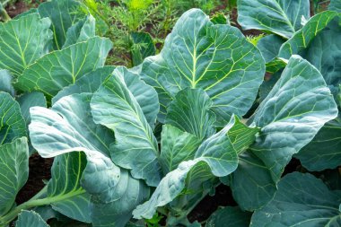 Bahçedeki yeşil lahanaların soyutlaşması..