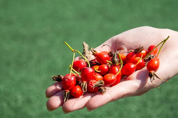 Κόκκινα ώριμα μούρα αγριοτριανταφυλλιάς στην παλάμη, σε πράσινο φόντο. Υγιή τρόφιμα. — Φωτογραφία Αρχείου