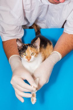 Bir veteriner mantar için bir kedi yavrusunu tedavi eder. Doktor pamuklu çubuklarla yaralara merhem sürüyor..