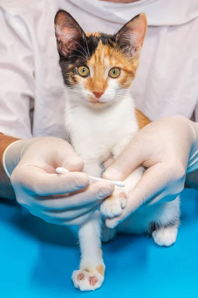 A veterinarian treats a kitten for ringworm. with cotton swabs, the doctor applies ointment to the wounds. — Stock Photo, Image