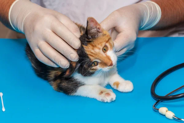 A veterinarian examines a kitten with ringworm on its paws. — Stock Photo, Image