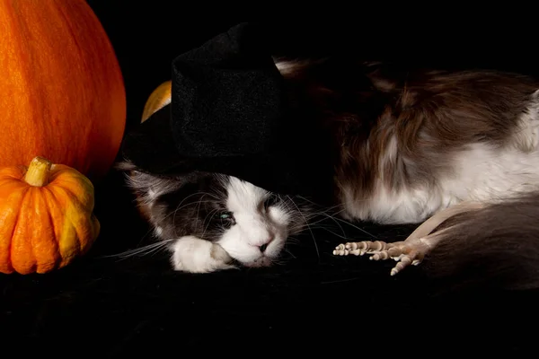 Feliz Halloween. Maine Coon gatos se encuentra junto a la calabaza. — Foto de Stock