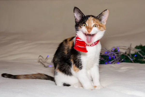 Veselé Vánoce. tricolor kotě zívá ve vánočním šátku, na bílém pozadí. — Stock fotografie
