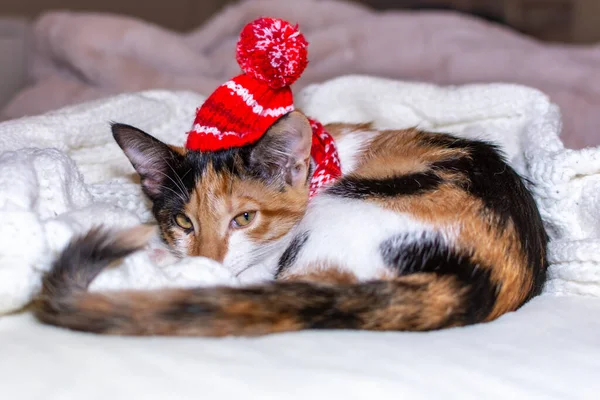 Veselé Vánoce. tricolor kotě spí v Santa klobouk a bílá přikrývka na bílém pozadí. — Stock fotografie