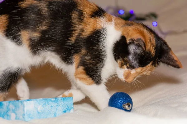 Trojbarevné kotě hraje s vánočním míčkem na bílém pozadí. — Stock fotografie