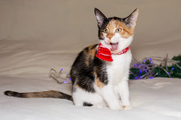 Buon Natale. Ciao. gattino tricolore sbadiglia in una sciarpa di Natale, su uno sfondo bianco. — Foto Stock