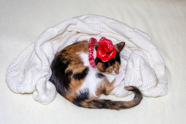 Feliz Natal. um gatinho tricolor dorme em um chapéu de Papai Noel e um cobertor branco em um fundo branco. — Fotografia de Stock