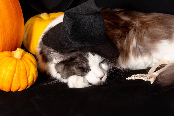 Un gatto del Maine Coon con un cappello da strega nera giace accanto a una zucca. — Foto Stock