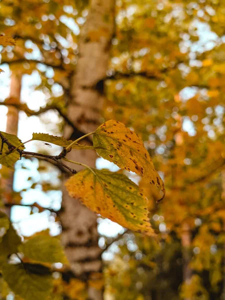 Autumn landscape, yellow birch leaves on the background of trees — Stock Photo, Image