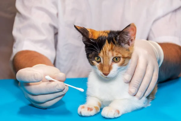 Bir veteriner mantar için bir kedi yavrusunu tedavi eder. Doktor pamuklu çubuklarla yaralara merhem sürüyor..
