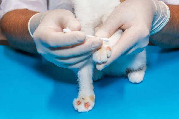 A veterinarian treats a kitten for ringworm. with cotton swabs, the doctor applies ointment to the wounds. — Stock Photo, Image