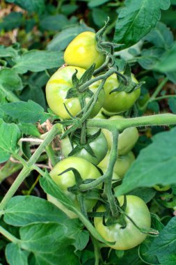 Domates, konsept tasarım için bahçede yetişir..