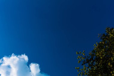 Ağaç ve hareketli beyaz bulutlar ile sakin mavi gökyüzü 