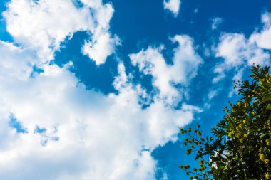 Ağaç ve hareketli beyaz bulutlar ile sakin mavi gökyüzü 