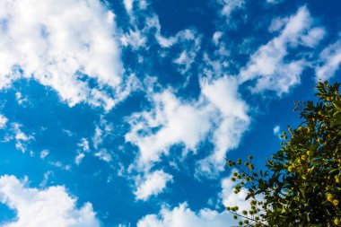 Ağaç ve hareketli beyaz bulutlar ile sakin mavi gökyüzü 