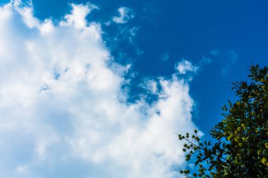 Ağaç ve hareketli beyaz bulutlar ile sakin mavi gökyüzü 